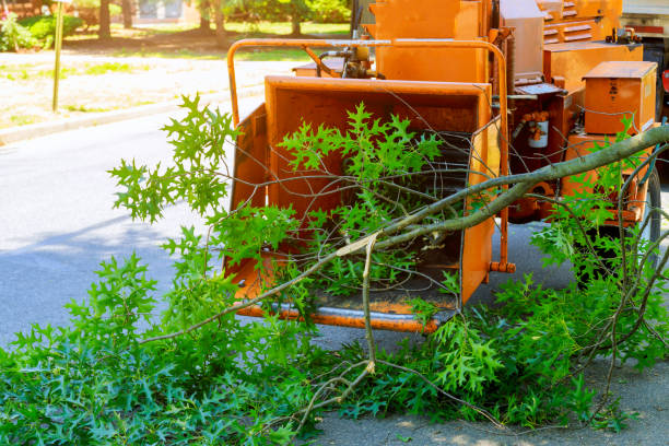 Best Tree Pruning Services  in Keeler Farm, NM